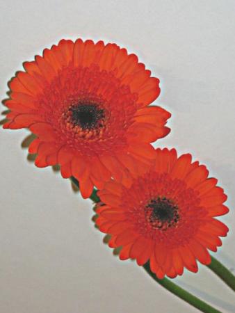 Gerbera rouge 1 