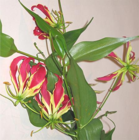 Gloriosa