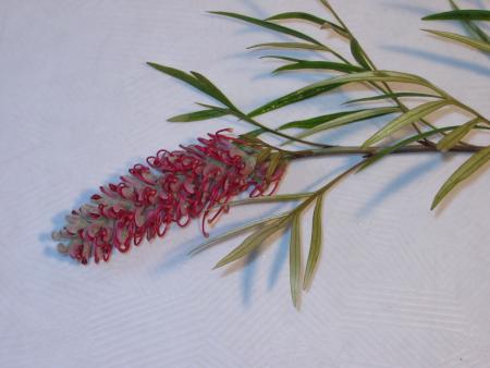 Grevillea robusta