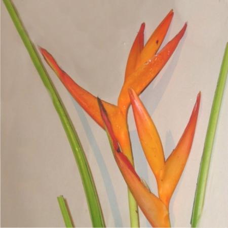 Heliconia