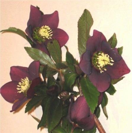 Hellebore
