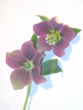 Helleborus