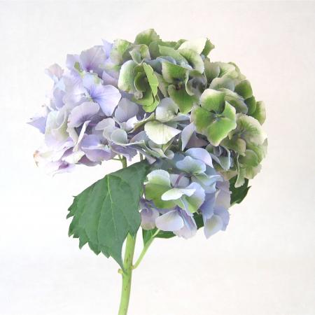 Hortennsia bleu