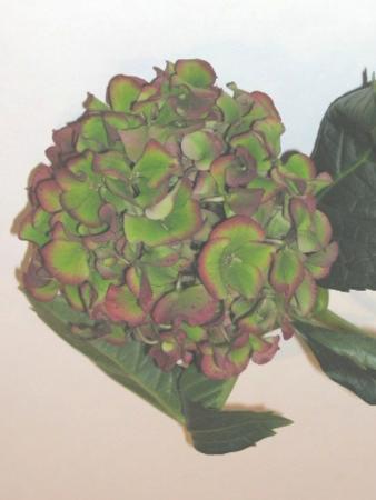 Hortensia 