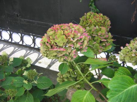 Hortensia 3 Hortensia 3