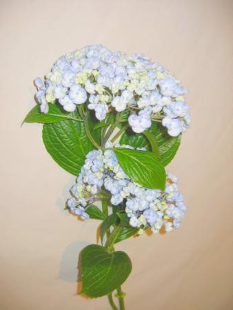 Hortensia bleu