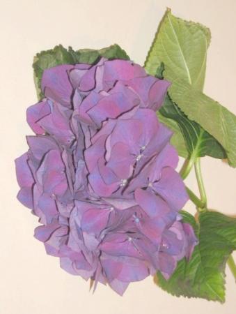 Hortensia violet