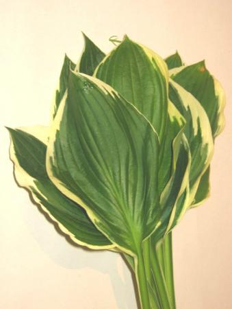 Hosta