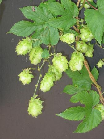Houblon 2 