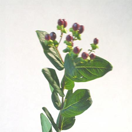 Hypericum marron