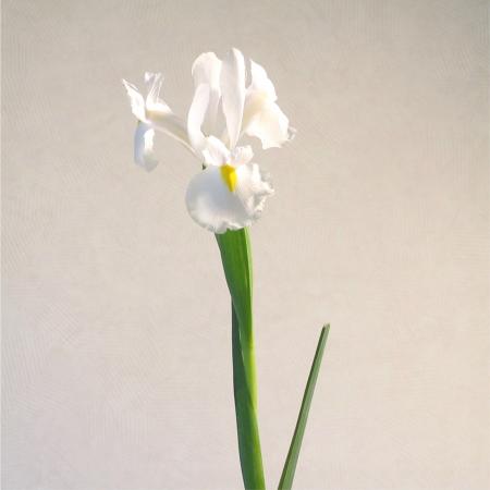 Iris blanc