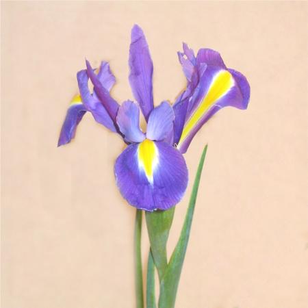 Iris bleu