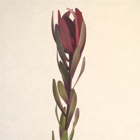Leucadendron