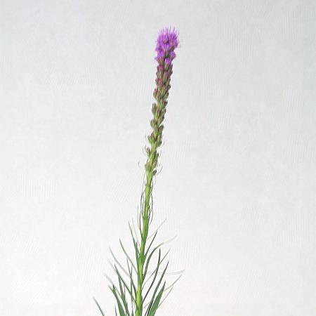 Liatris