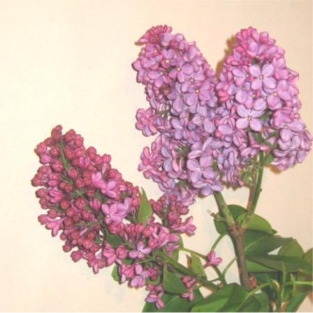 Lilas