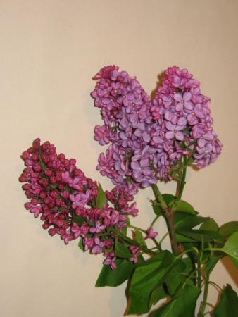 Lilas violet
