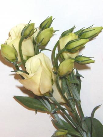 Lisianthus