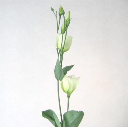 Lisianthus blanc Lisianthus blanc