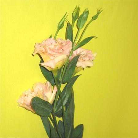 Lisianthus rose