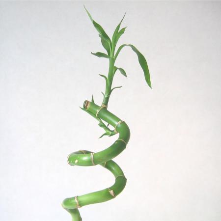Luky bamboo