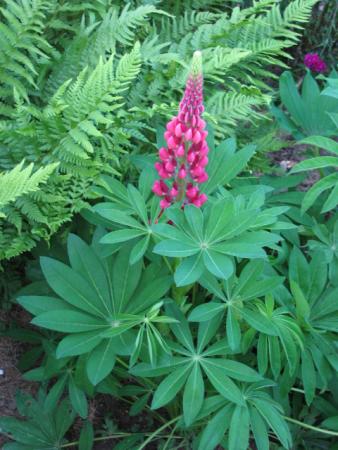 Lupin