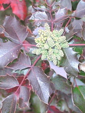 Mahonia 1 