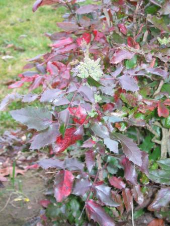 Mahonia 2