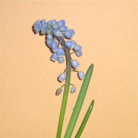 Muscari