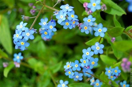 Myosotis