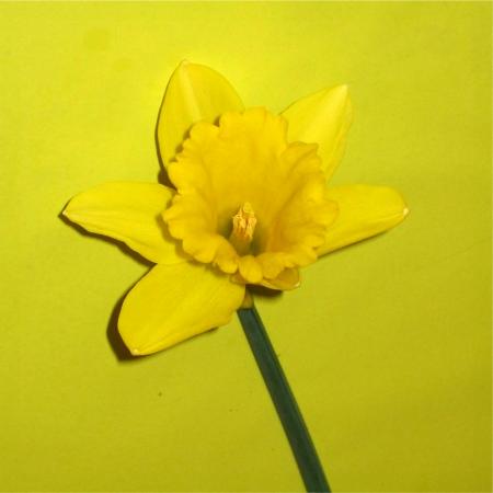 Narcisse jaune