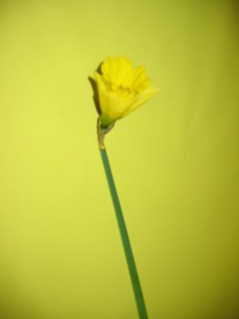 Narcisse jaune 1 