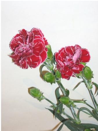 Oeillet deux couleur