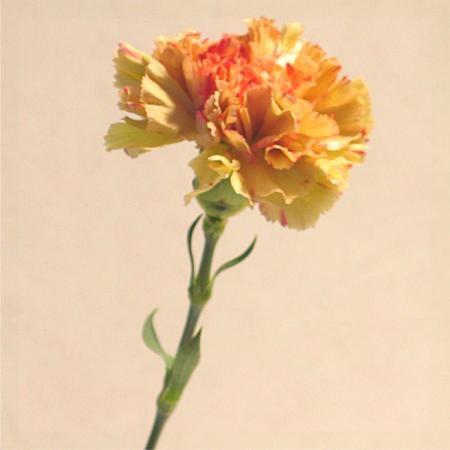 Oeillet orange | Matériel d'art floral et conseils pour la décoration  florale