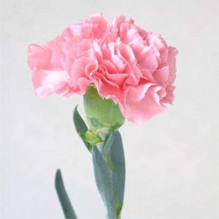Oeillet rose 1 