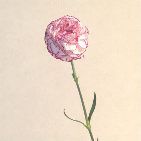 Oeillet rose et blanc Oeillet rose et blanc