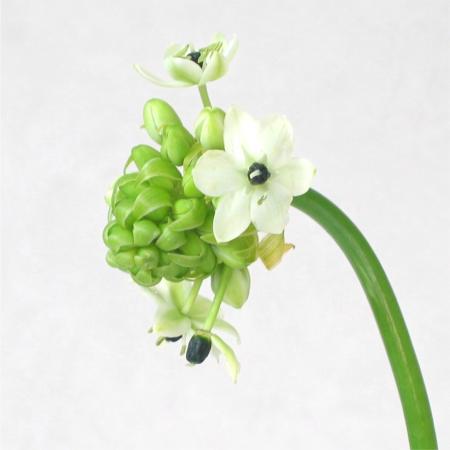 Ornithogalum