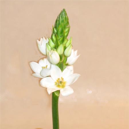 Ornithogalum thysoïdes