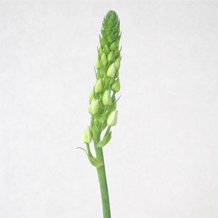 Ornithogalum thysoïdes 1 