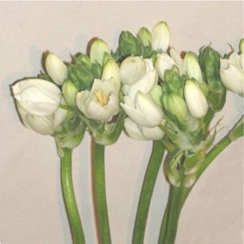 Ornithogalum thysoïdes 2 