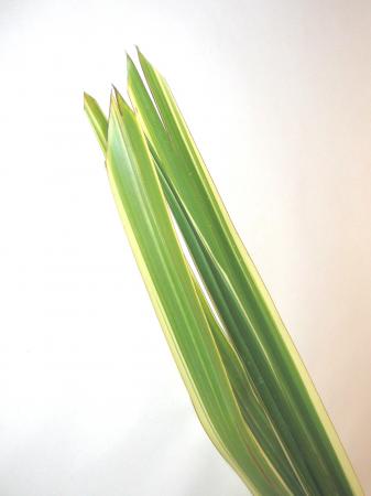 Pandanus 1 