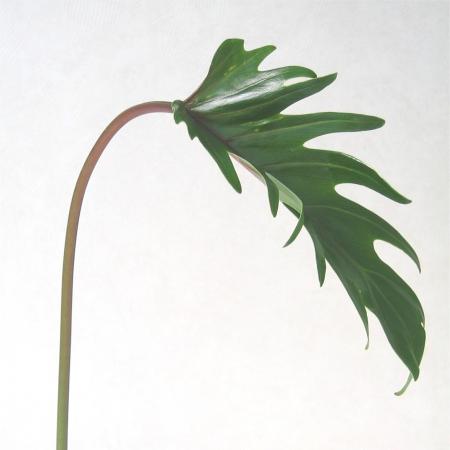 Philodendron xanadoo