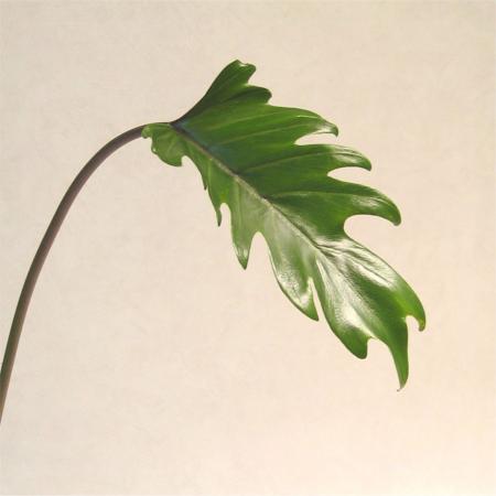 Philodendron xanadoo 1 Philodendron xanadoo 1