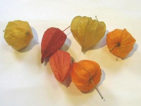 Physalis