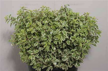 Pittosporum