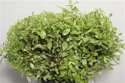 Pittosporum groen
