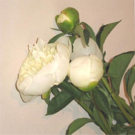 Pivoine blanche