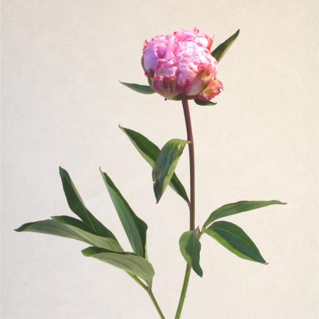 Pivoine rose