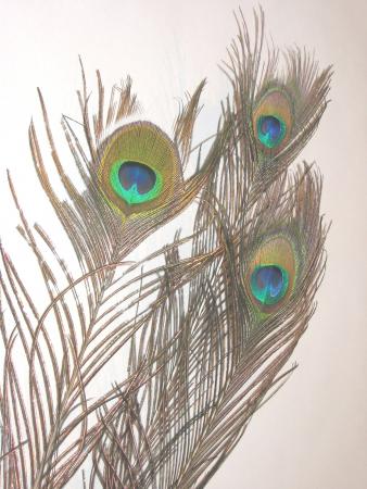 Plume de paon