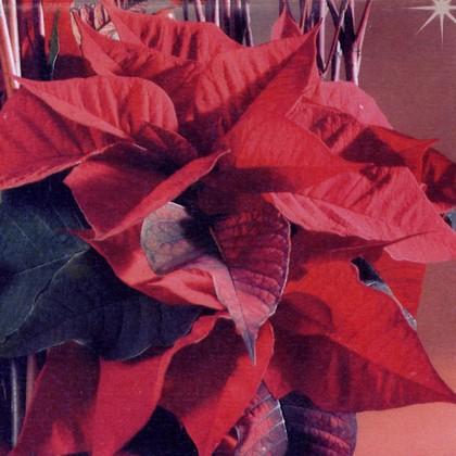 Poinsettia