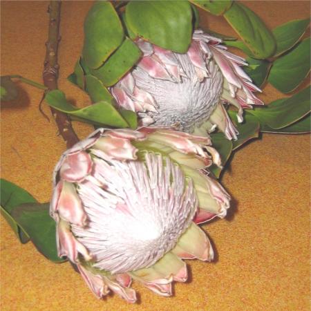 Protea